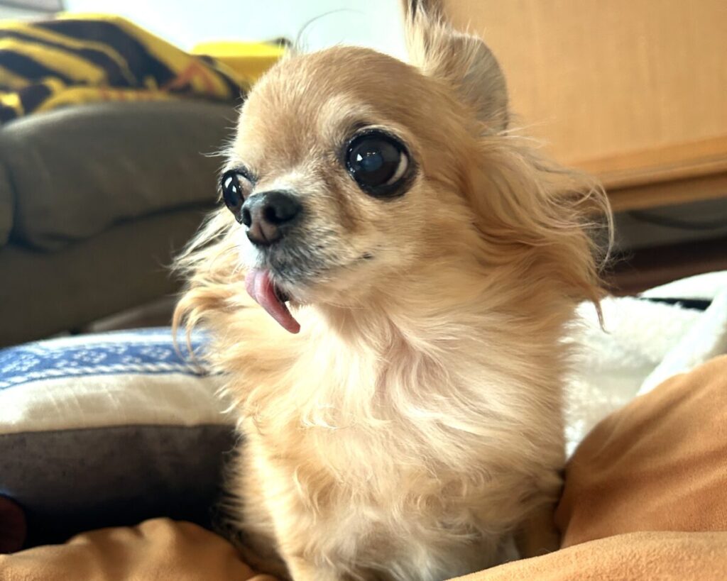 保護犬チワワのラテまるが医療ケアを受けた後、安心した表情でくつろいでいる様子