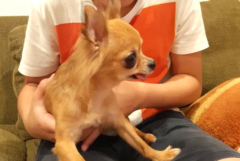 やさしく声をかけながら接してもらい安心しているチワワのラテまる