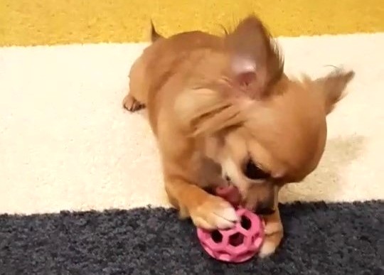 知育玩具で遊んでいる、保護犬チワワのラテまる