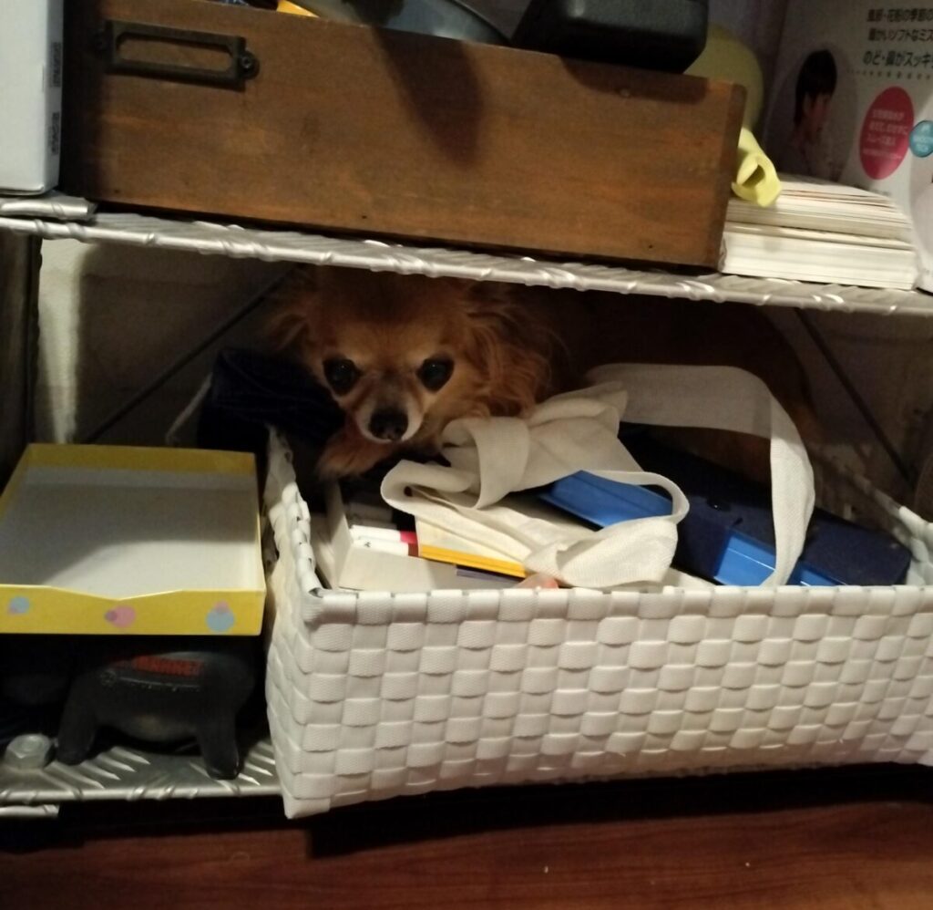 雷の音に驚いて不安そうな表情を見せる保護犬チワワのラテまる