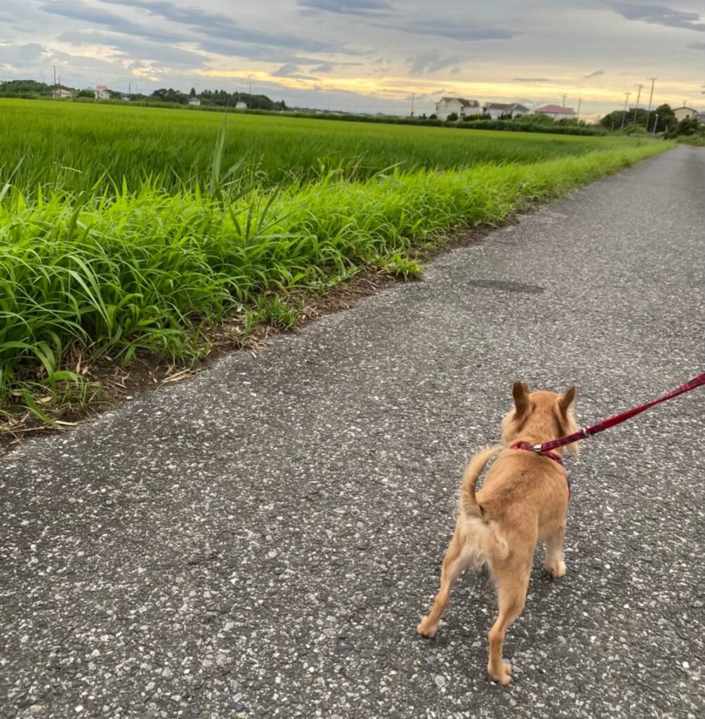 夕焼けとチワワ