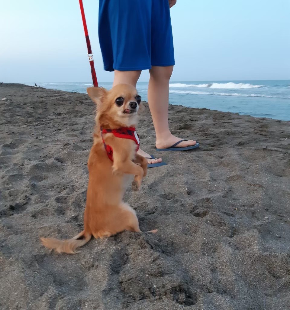 砂浜を散歩するチワワ