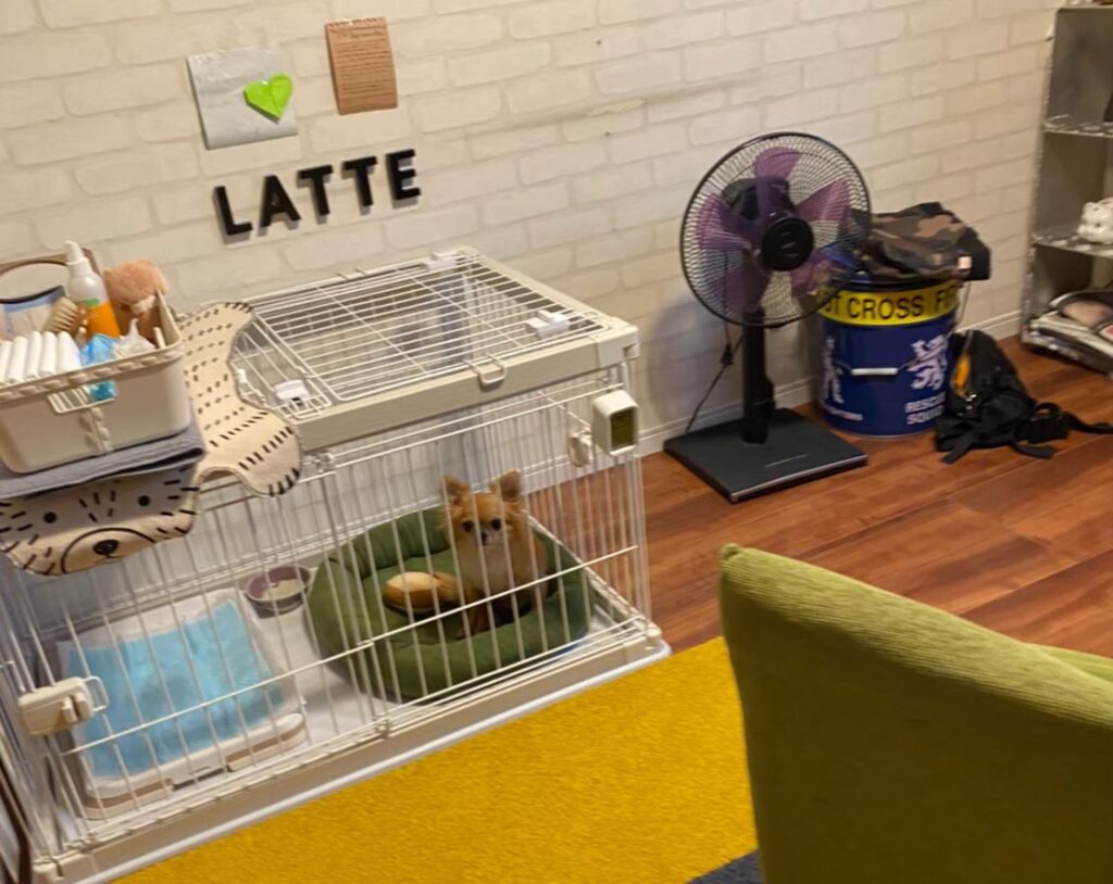 ケージの中にいる、保護犬チワワ(ラテまる)