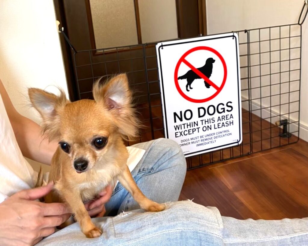 保護犬チワワのラテまるの脱走防止策の画像