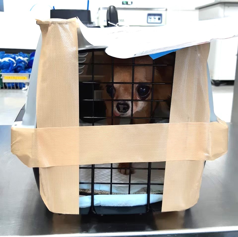 空港で保護犬チワワのラテまるとはじめて出会った時の画像