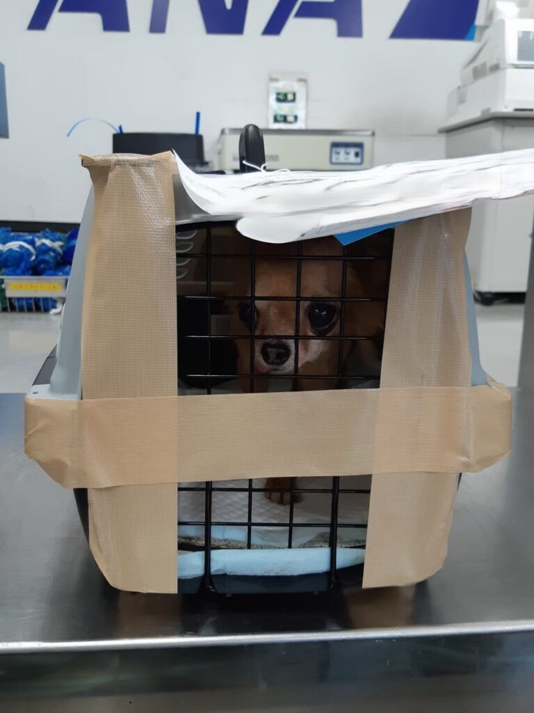 保護犬チワワのラテまると空港での初対面時の様子