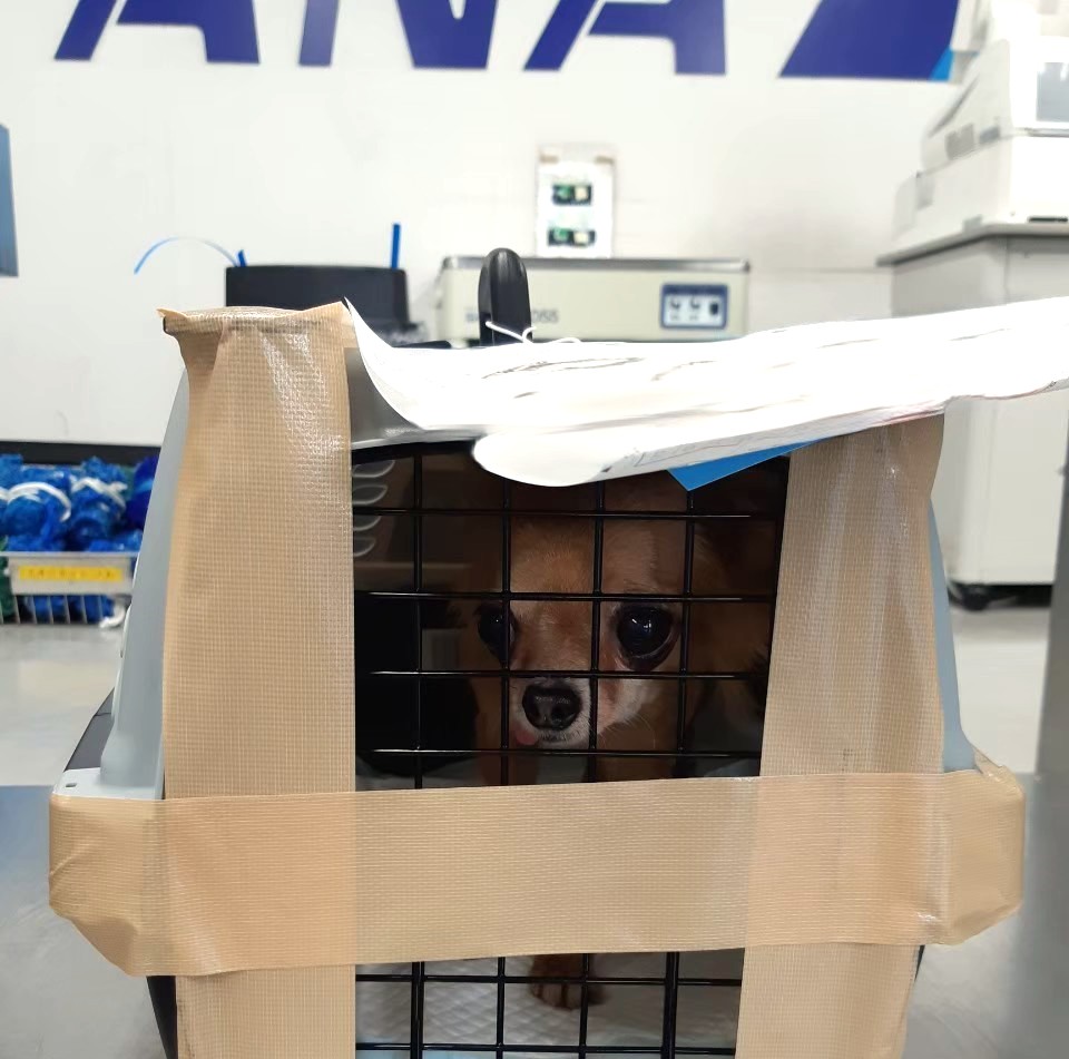 飛行機で我が家にやって来た保護犬チワワのラテまるとの初対面