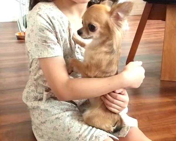保護犬チワワ(ラテまる)が、子供に抱っこされている様子