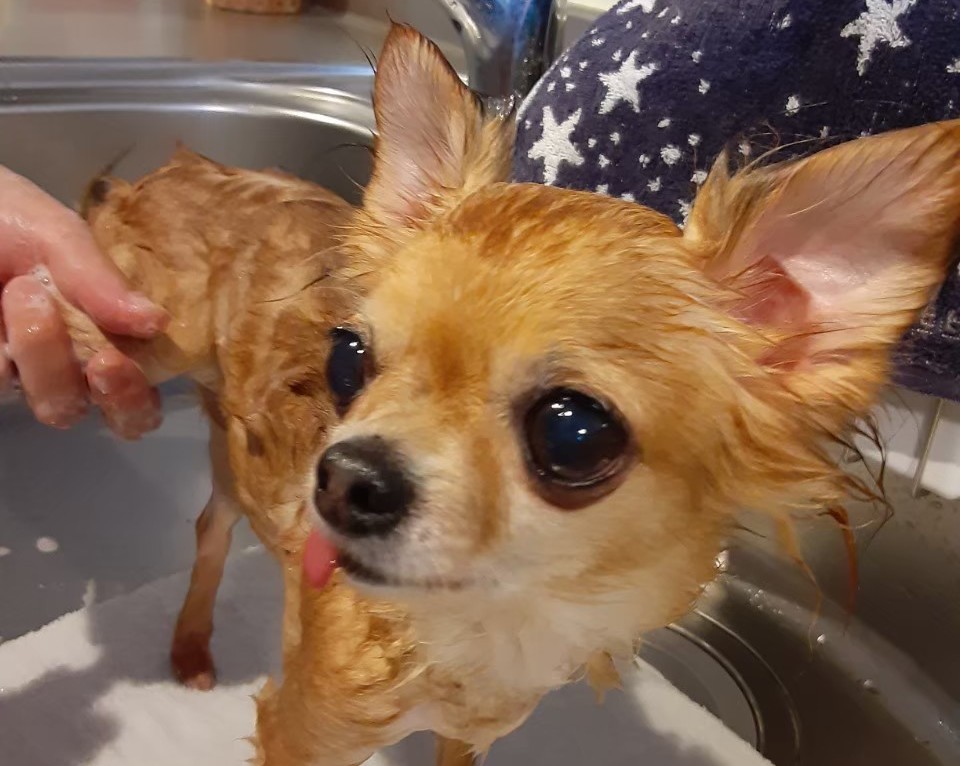 シャンプー中のチワワ(やさしく洗って清潔を保つ)