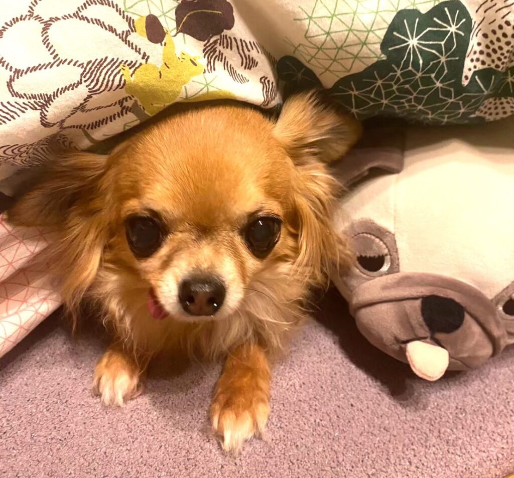 ふとんに潜り込んでぬくぬく過ごす保護犬チワワ(ラテまる)のかわいい冬の様子