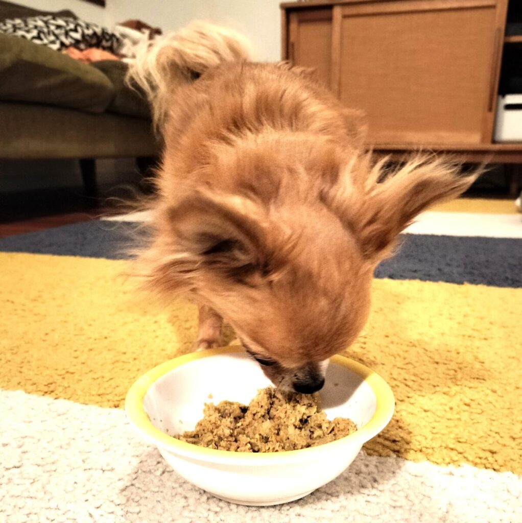 ペトコトフーズの匂いを確認するチワワのラテまる