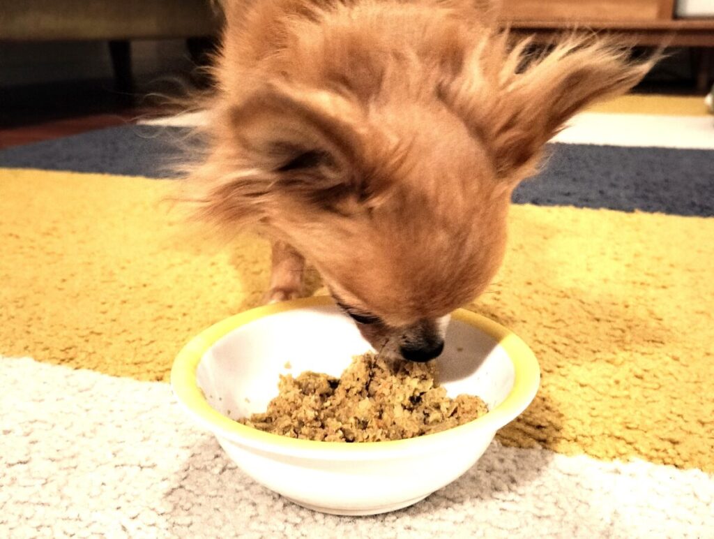 ペトコトフーズを食べる保護犬チワワのラテまる