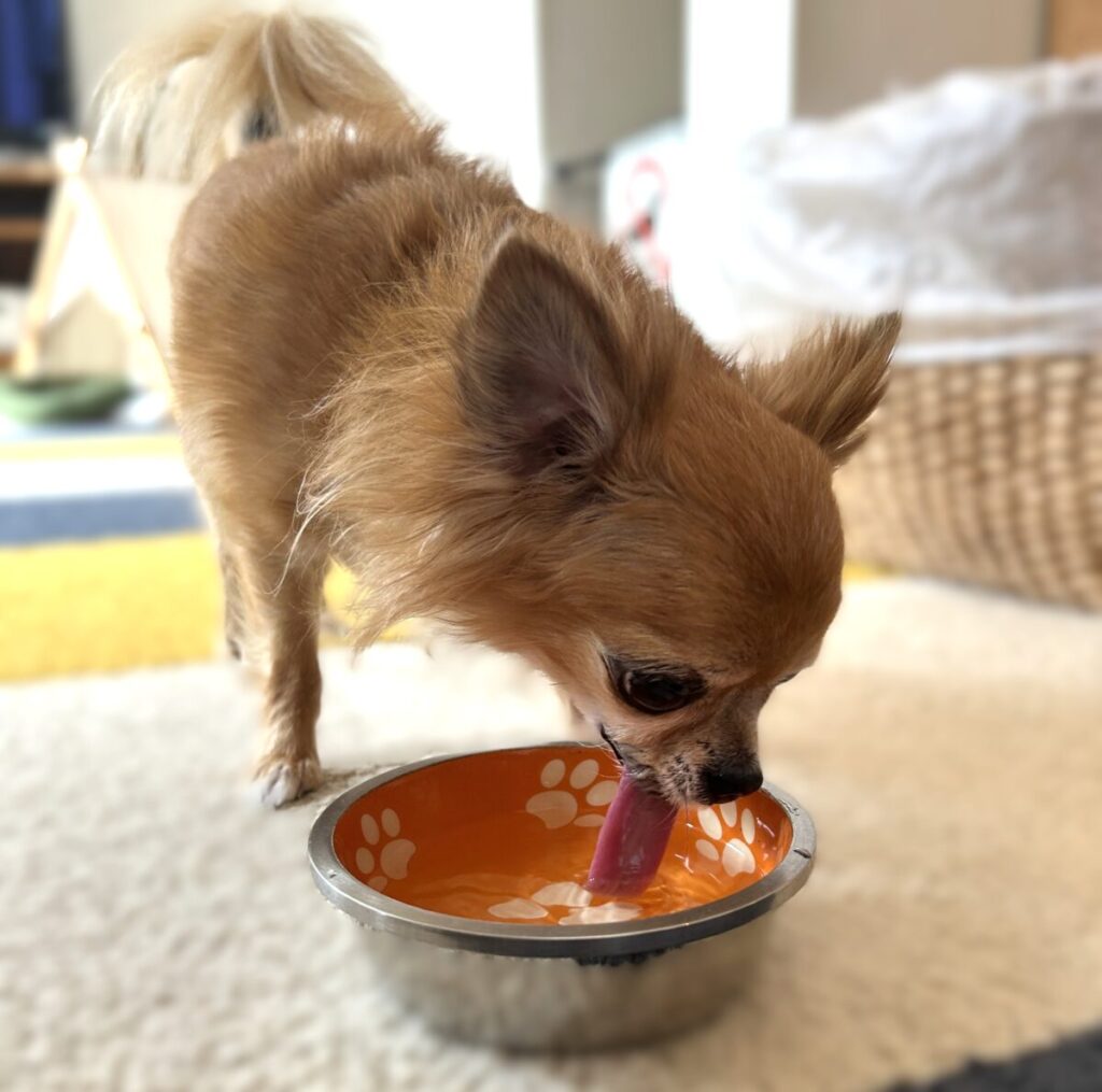 獣医さんの水素水を勢いよく飲む保護犬チワワのラテまる