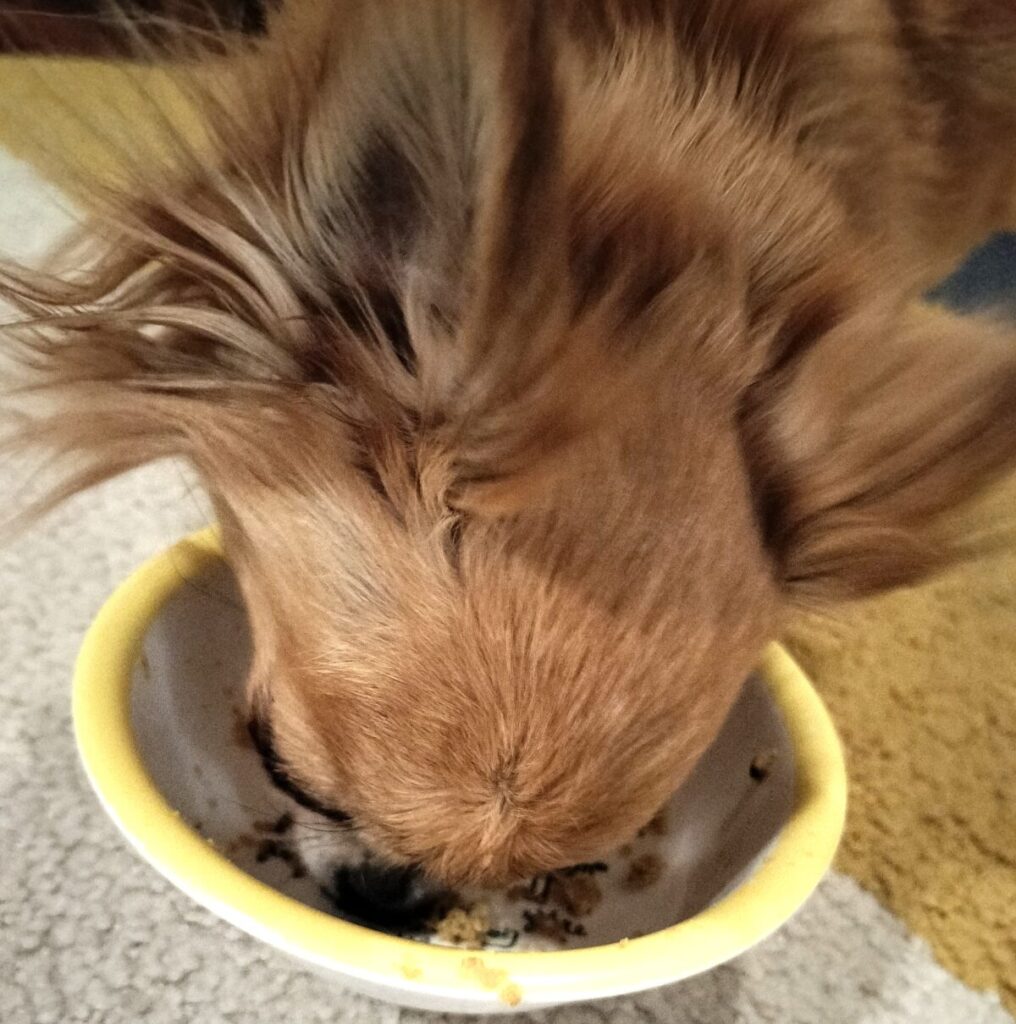 保護犬チワワのラテまるがドッグフードを勢いよく食べる様子