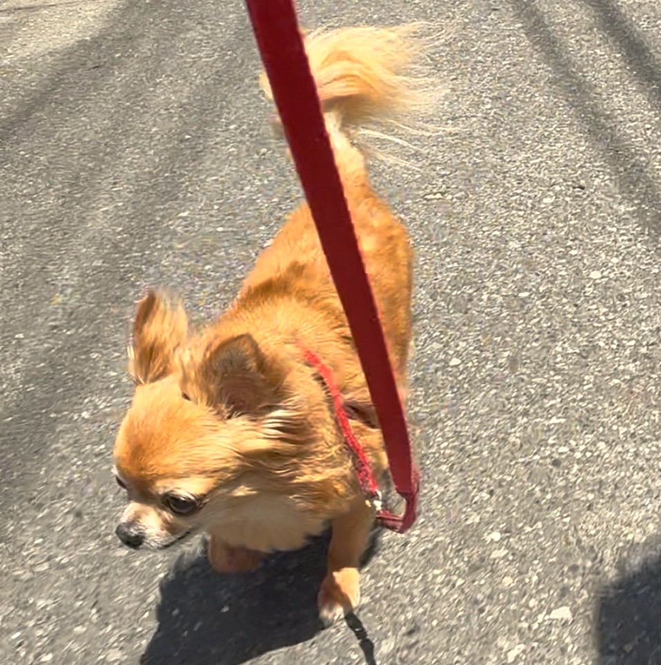 保護犬チワワのラテまるが散歩を楽しんでいる様子