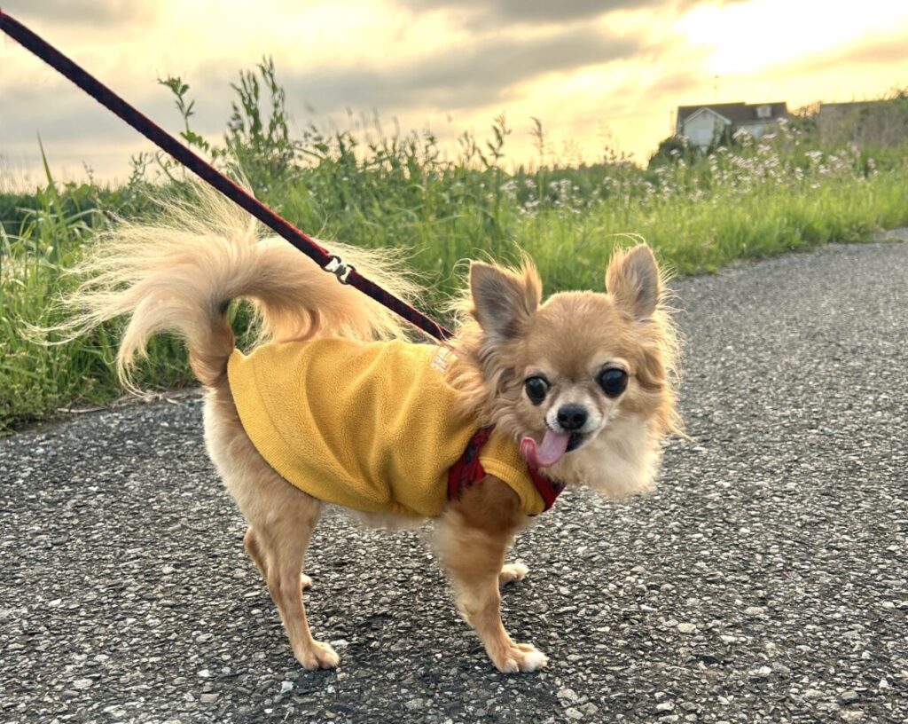 舌を出しながら楽しそうに散歩する保護犬チワワのラテまる