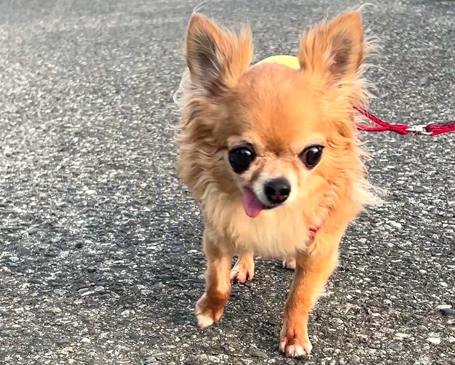 保護犬チワワ(ラテまる)が、散歩を楽しんでいる様子