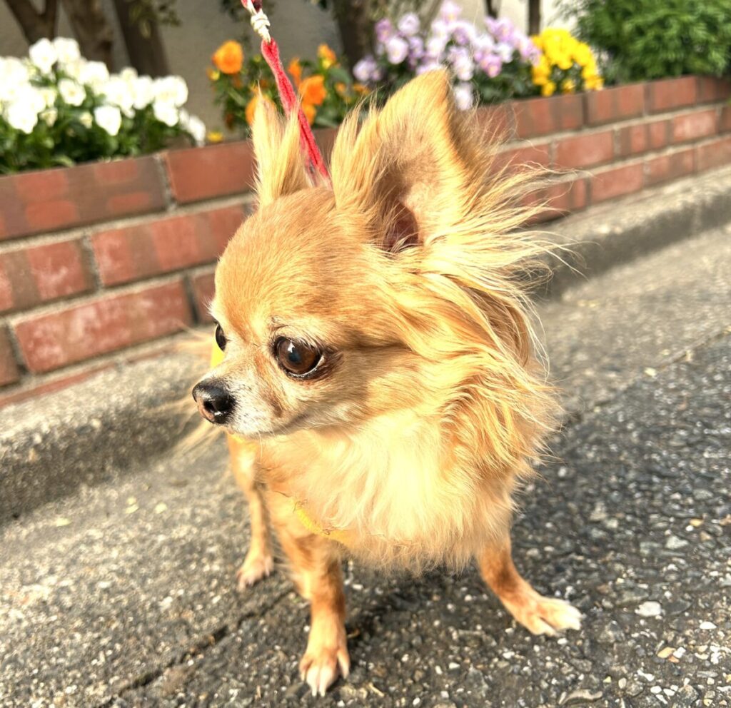 保護犬チワワのラテまるが、お散歩を満喫している様子