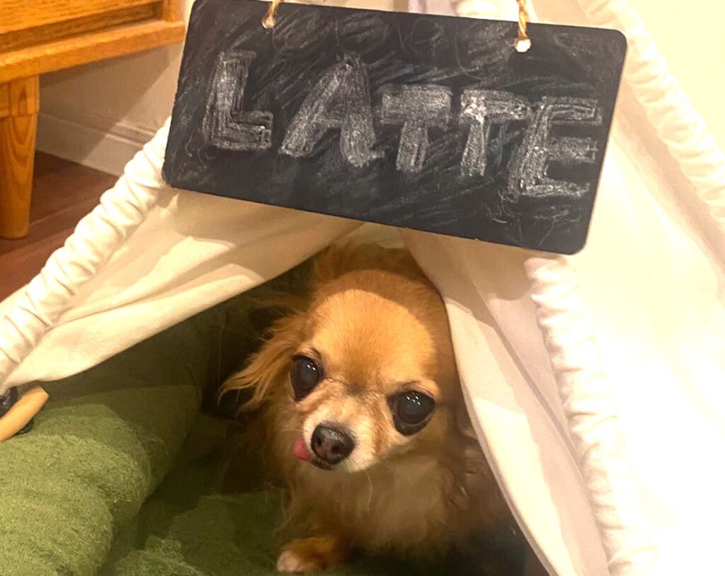 おうちでくつろぐ保護犬チワワのラテまる。