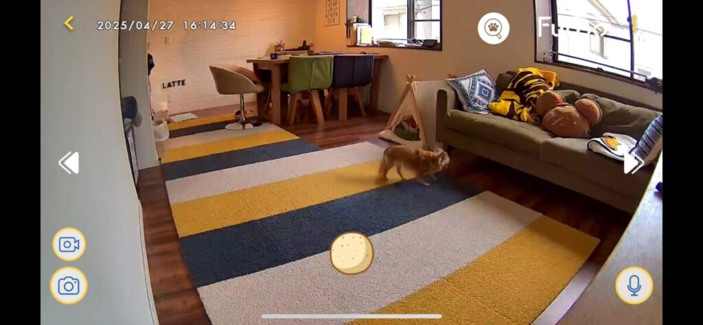 Furboのアプリから見たお留守番の様子
