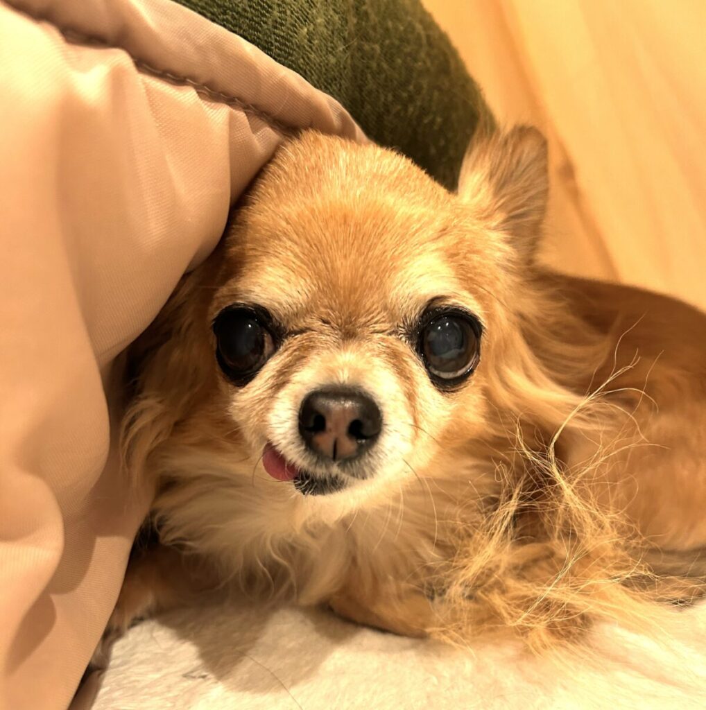 布団の間から顔を出す保護犬チワワのラテまる