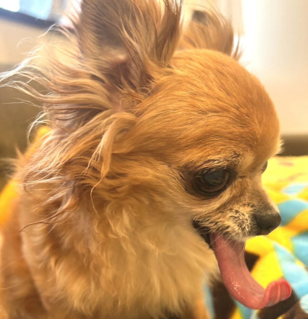 舌を出してぺろぺろ舐めるしぐさを見せるチワワのラテまる