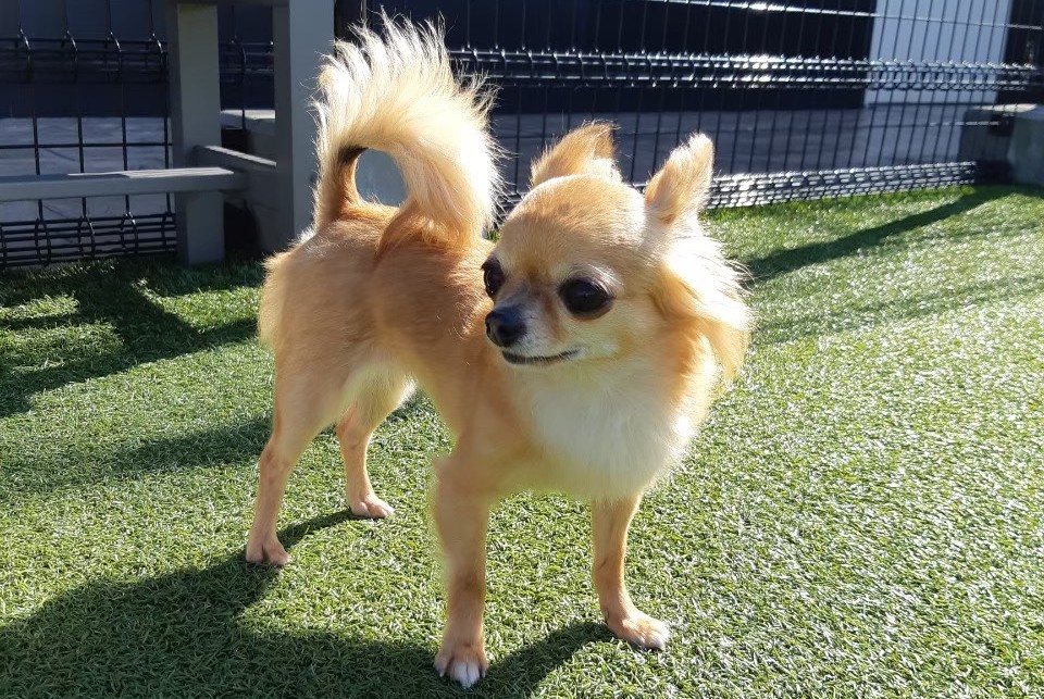 耳を立ててしっぽを振りながら感情を表現するチワワのラテまる