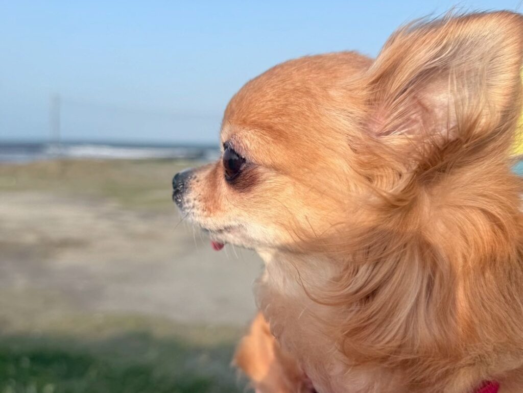 海をみつめる、保護犬チワワのラテまる