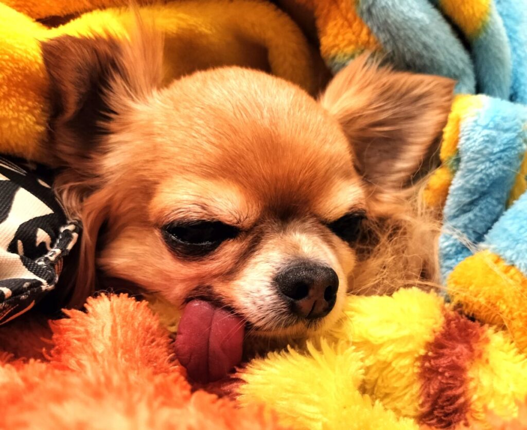 保護犬チワワのラテまるが、毛布と一体化している様子
