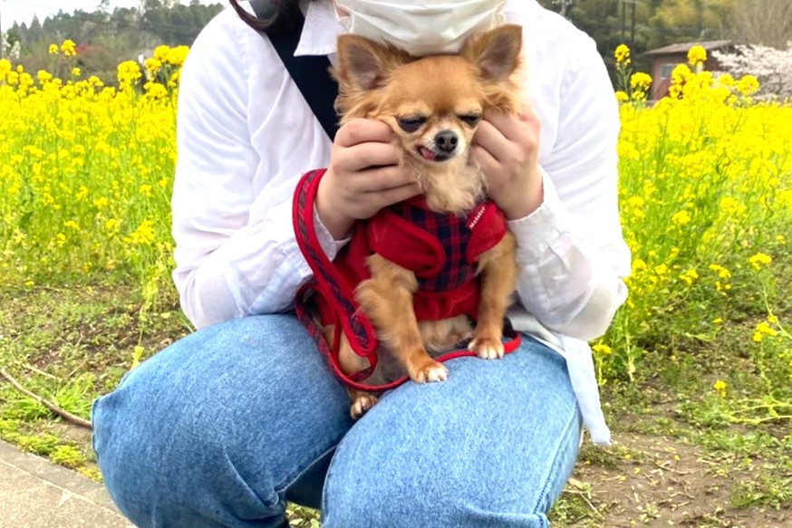 散歩中にお姉ちゃんの膝の上にのる、保護犬チワワのラテまる