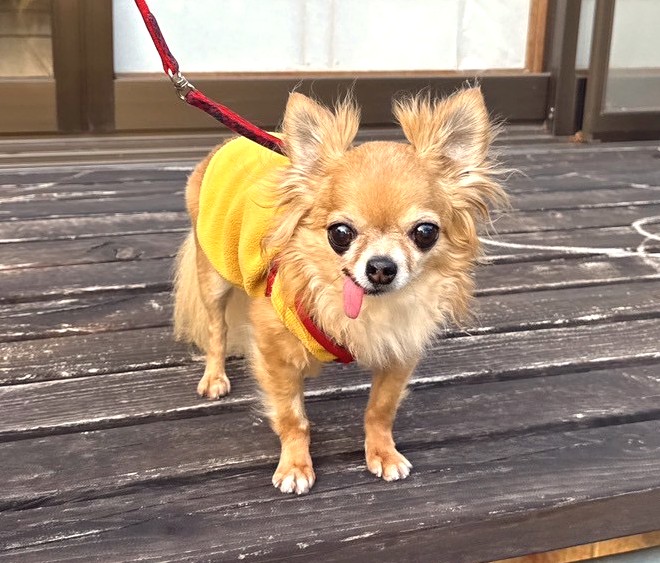 保護犬チワワのラテまるが、ウッドデッキの上にいる様子