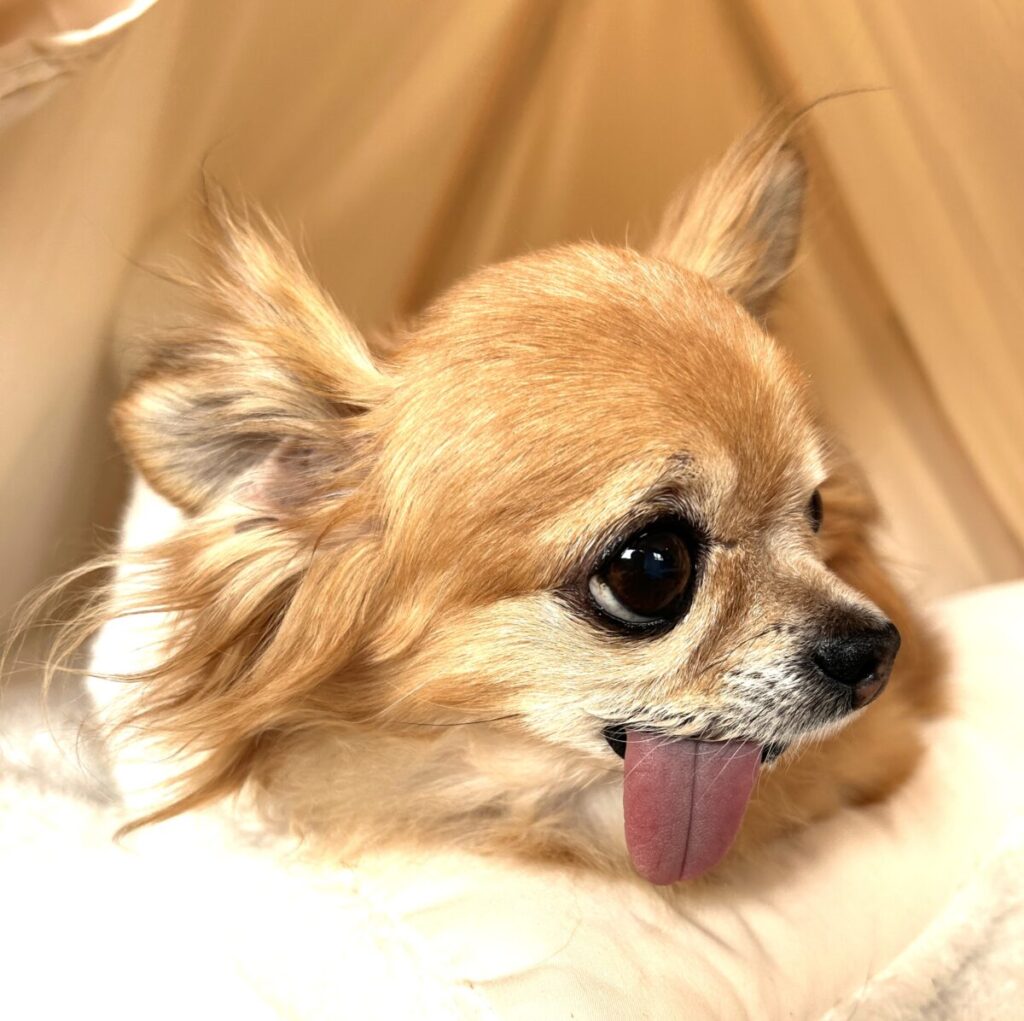 お気に入りのテントから顔を出す保護犬チワワのラテまる