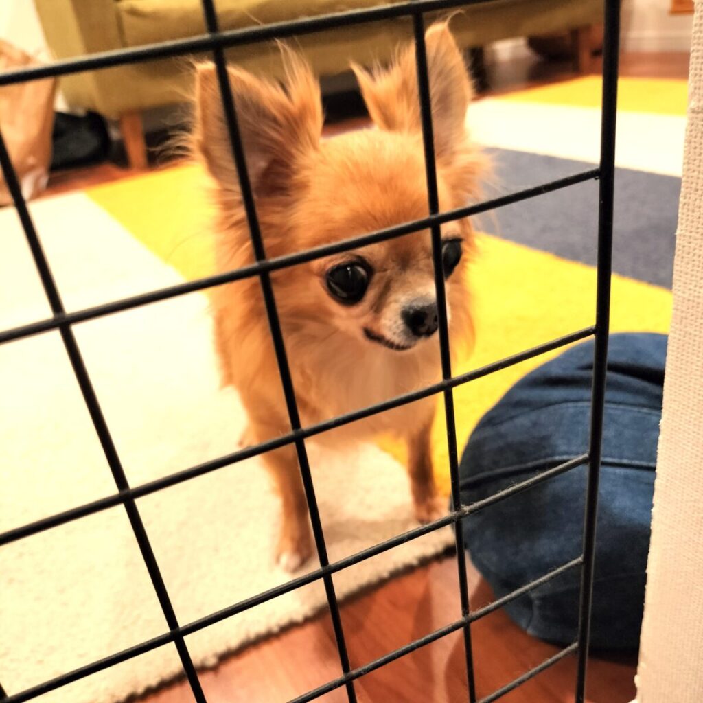 警戒した姿勢でリビングの縄張りを守っている保護犬チワワ(ラテまる)