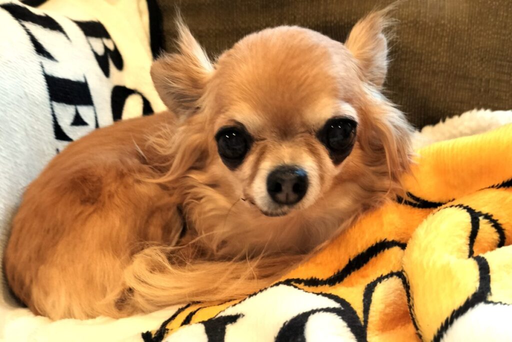 お気に入りの毛布の上でリラックスする保護犬チワワのラテまる