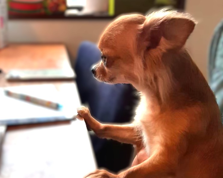お姉ちゃんにべったり寄り添う保護犬チワワのラテまる