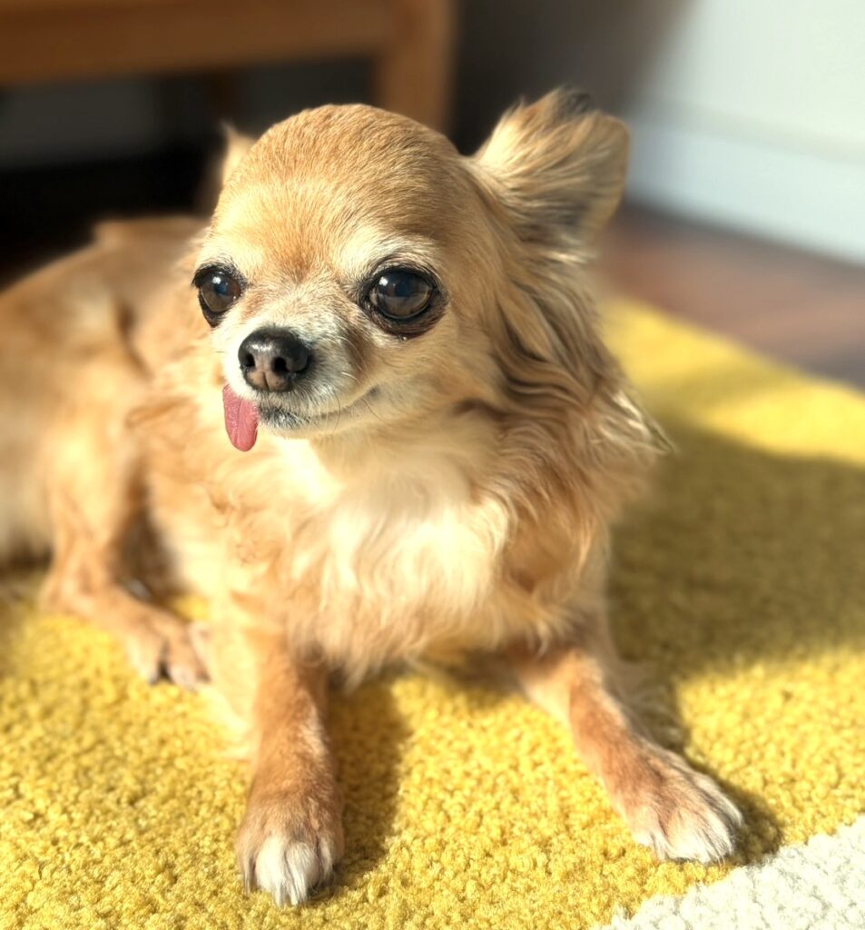保護犬チワワのラテまるが、日向ぼっこして笑っている様子