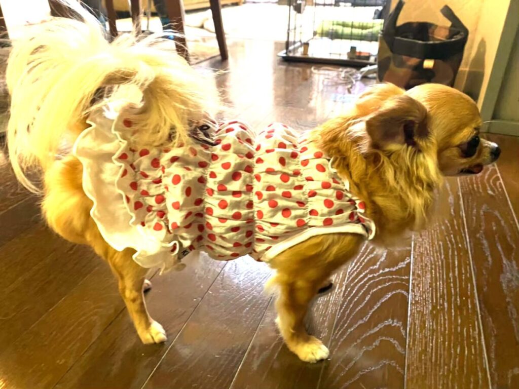 可荷主ママのあとを追う、保護犬チワワ(ラテまる)