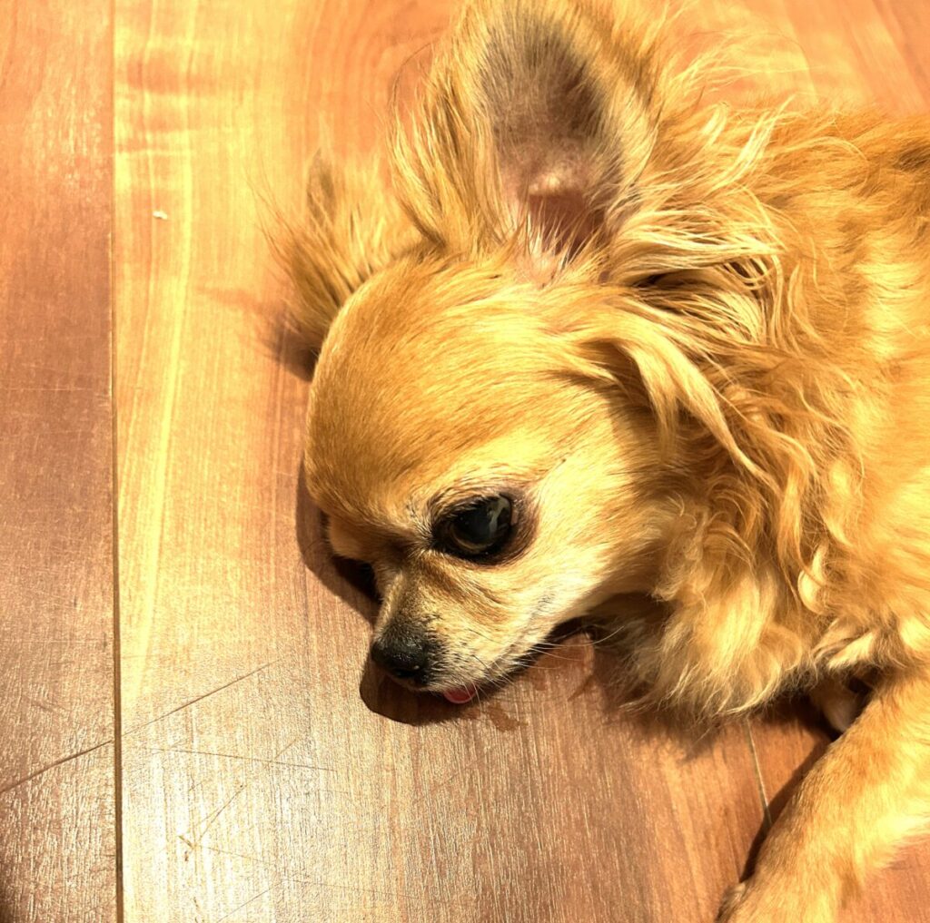 保護犬チワワ(ラテまる)が、床と同化してる様子