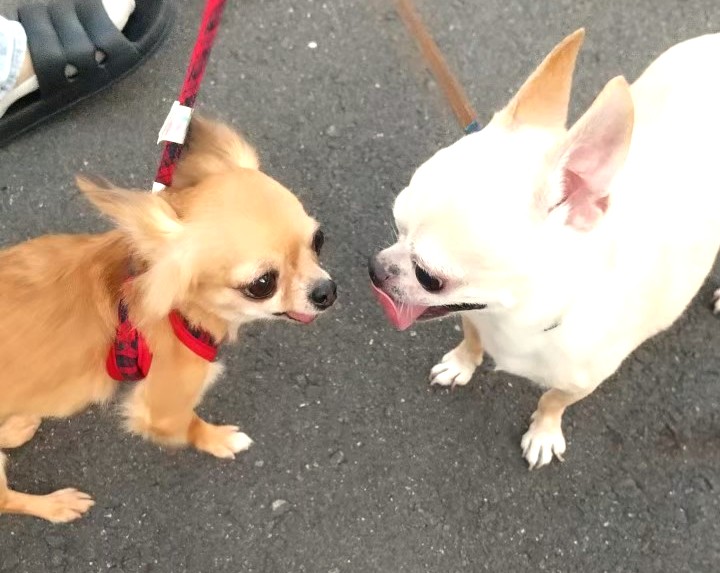保護犬チワワ(ラテまる)が、友達のチワワにビビっている様子