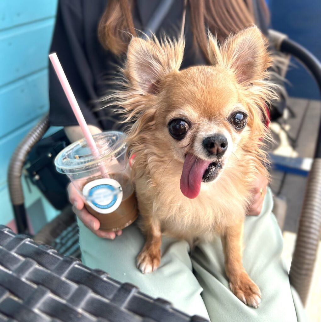 飼い主ママの膝の上で笑う、保護犬チワワのラテまる