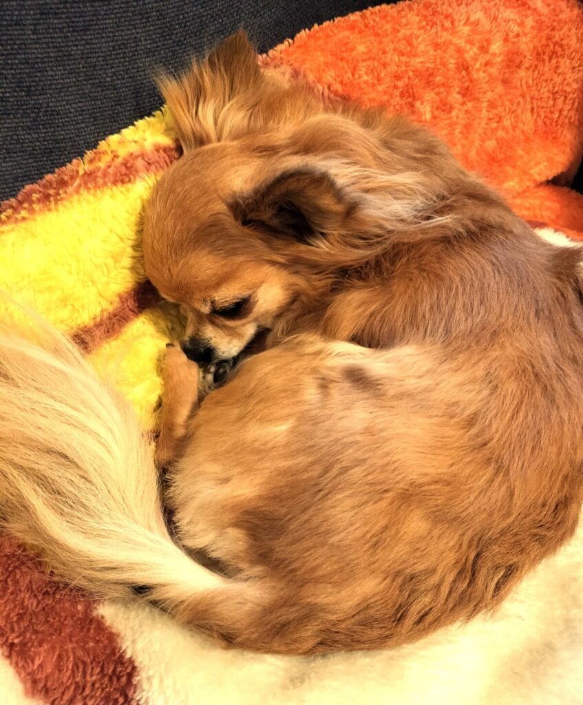 保護犬チワワ(ラテまる)が、毛布の上で丸まって寝ている様子