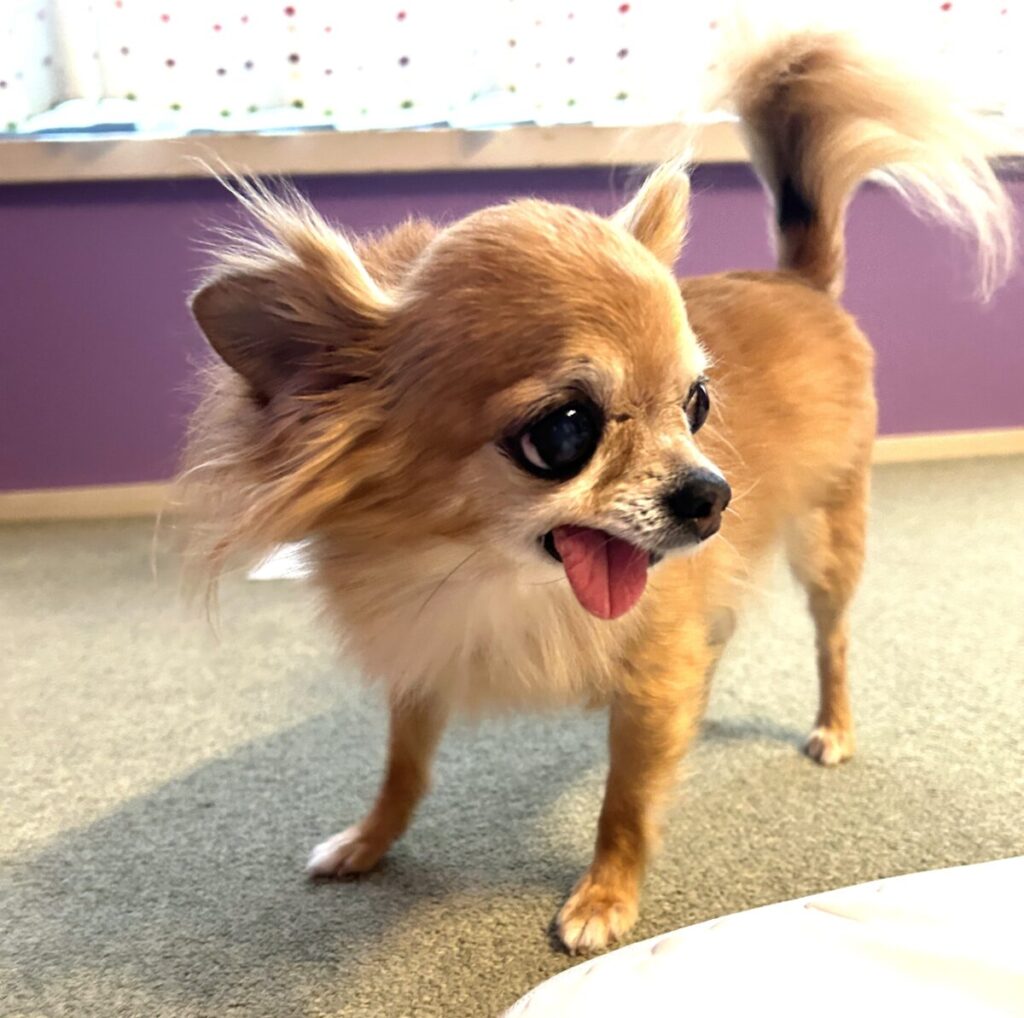 私たち家族にすっかり慣れた保護犬チワワのラテまる