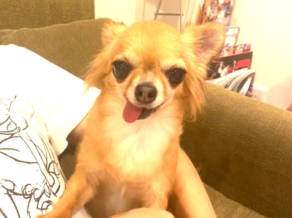 飼い主ママとじゃれ合う保護犬チワワのラテまる