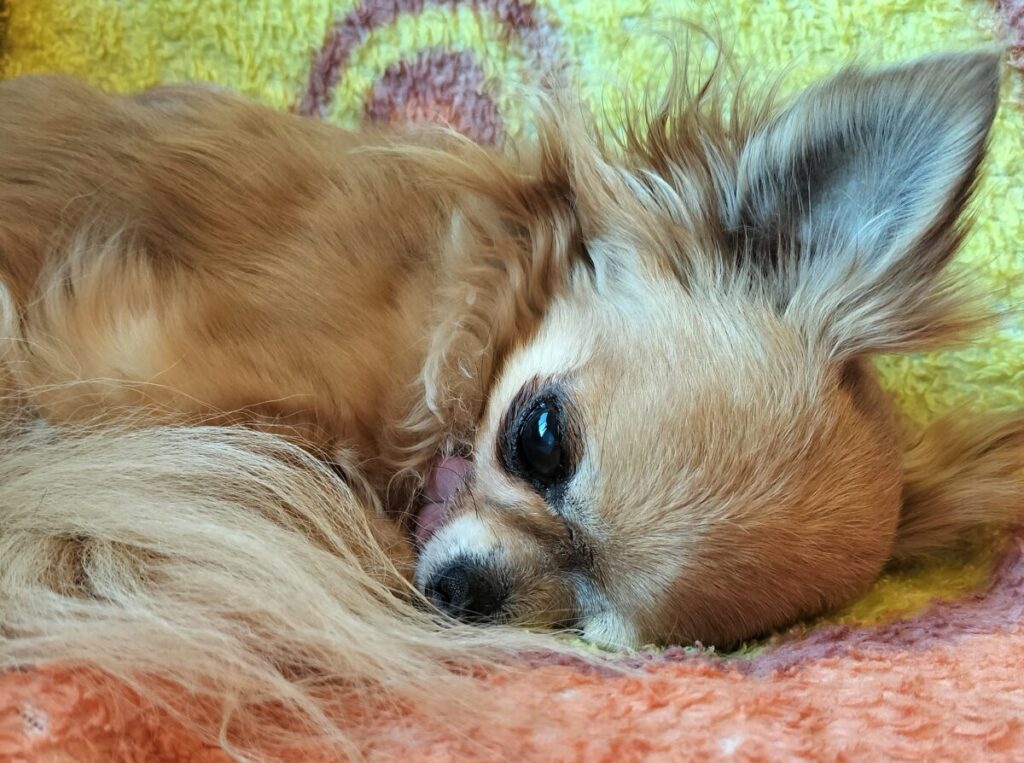 お気に入りの毛布の上でリラックスする保護犬チワワのラテまる。新しい環境に少しずつ慣れて穏やかな表情を見せている様子。