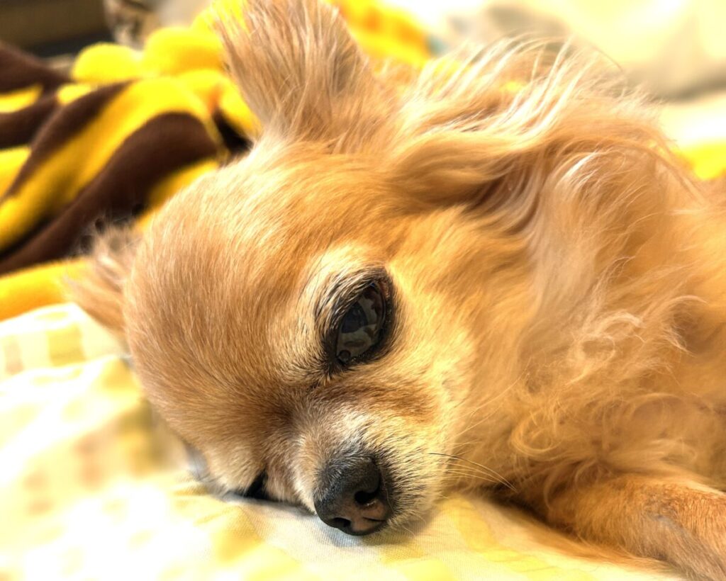 毛布の上で安心して眠る保護犬チワワのラテまる