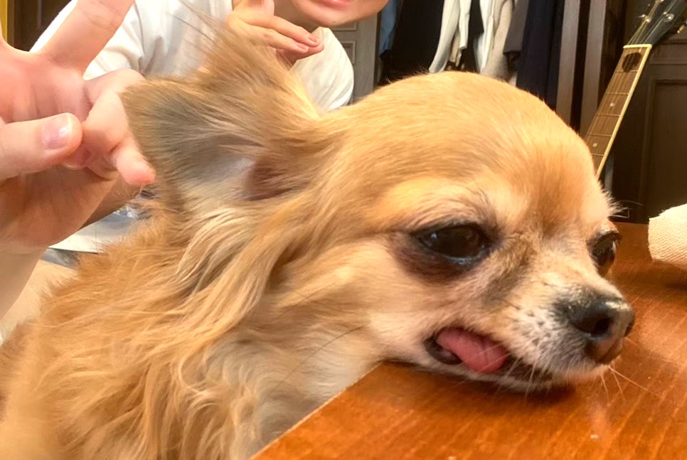 子どもたちと遊んで少し疲れた様子の保護犬チワワのラテまる