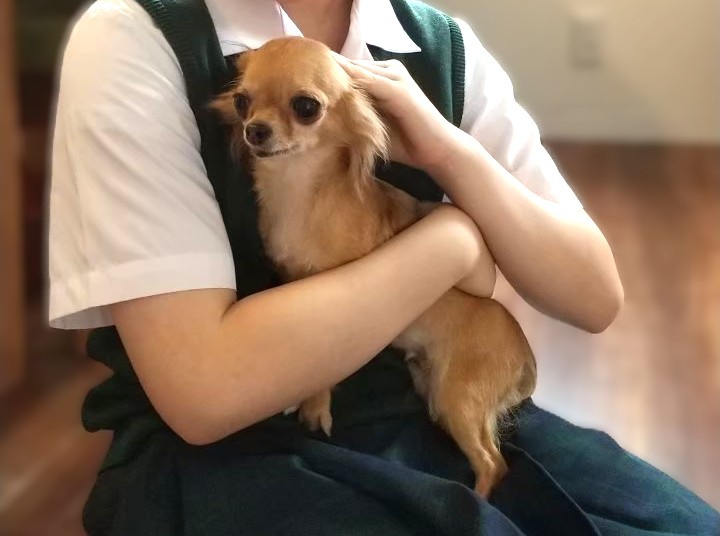 お迎え初日、お姉ちゃんに抱っこされる保護犬チワワのラテまる