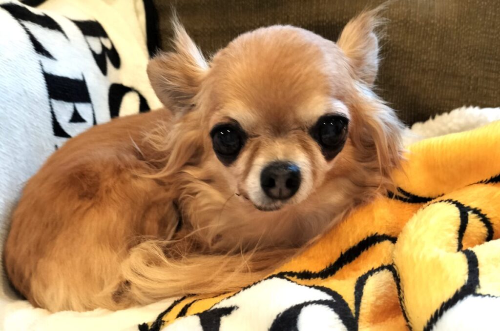 きれいな肉球を保つための習慣を続ける保護犬チワワのラテまる（ブランケットの上で笑顔）