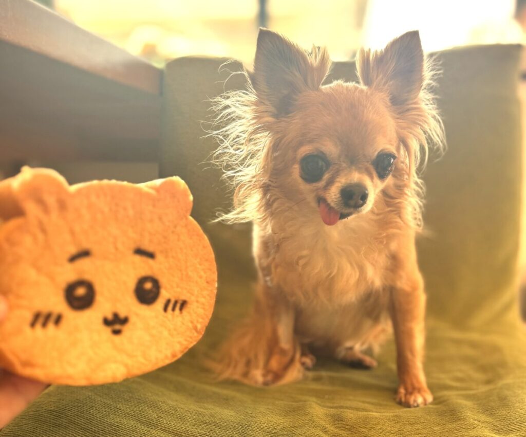家の中で笑顔の保護犬チワワのラテまる