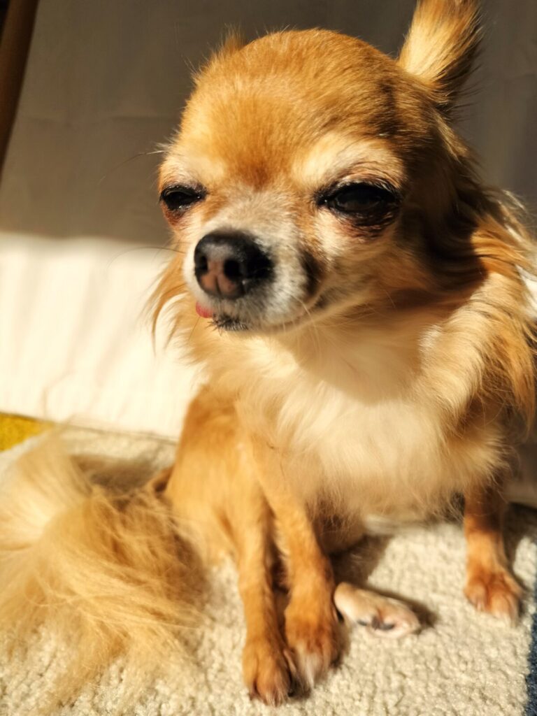 お日様パワーをチャージ注意の、保護犬チワワ(ラテまる)